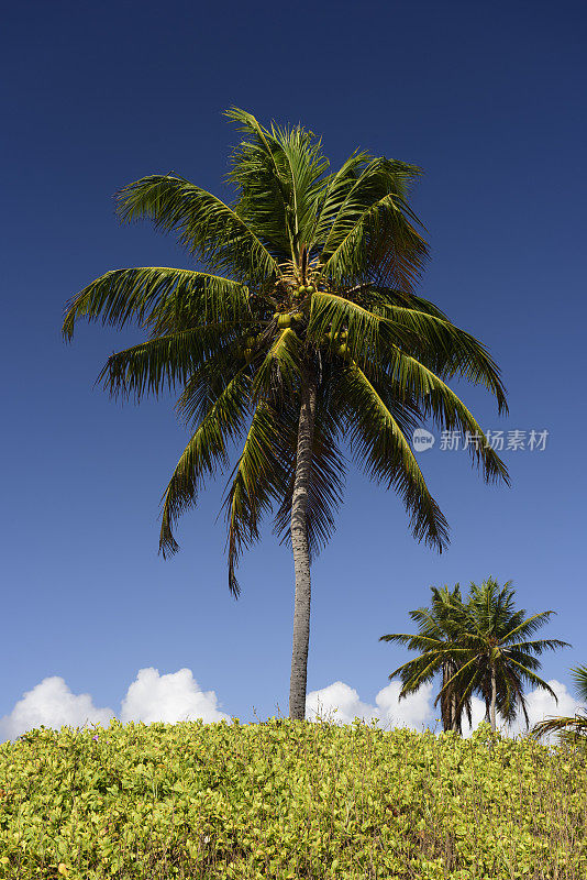 Piaçabuçu Beach